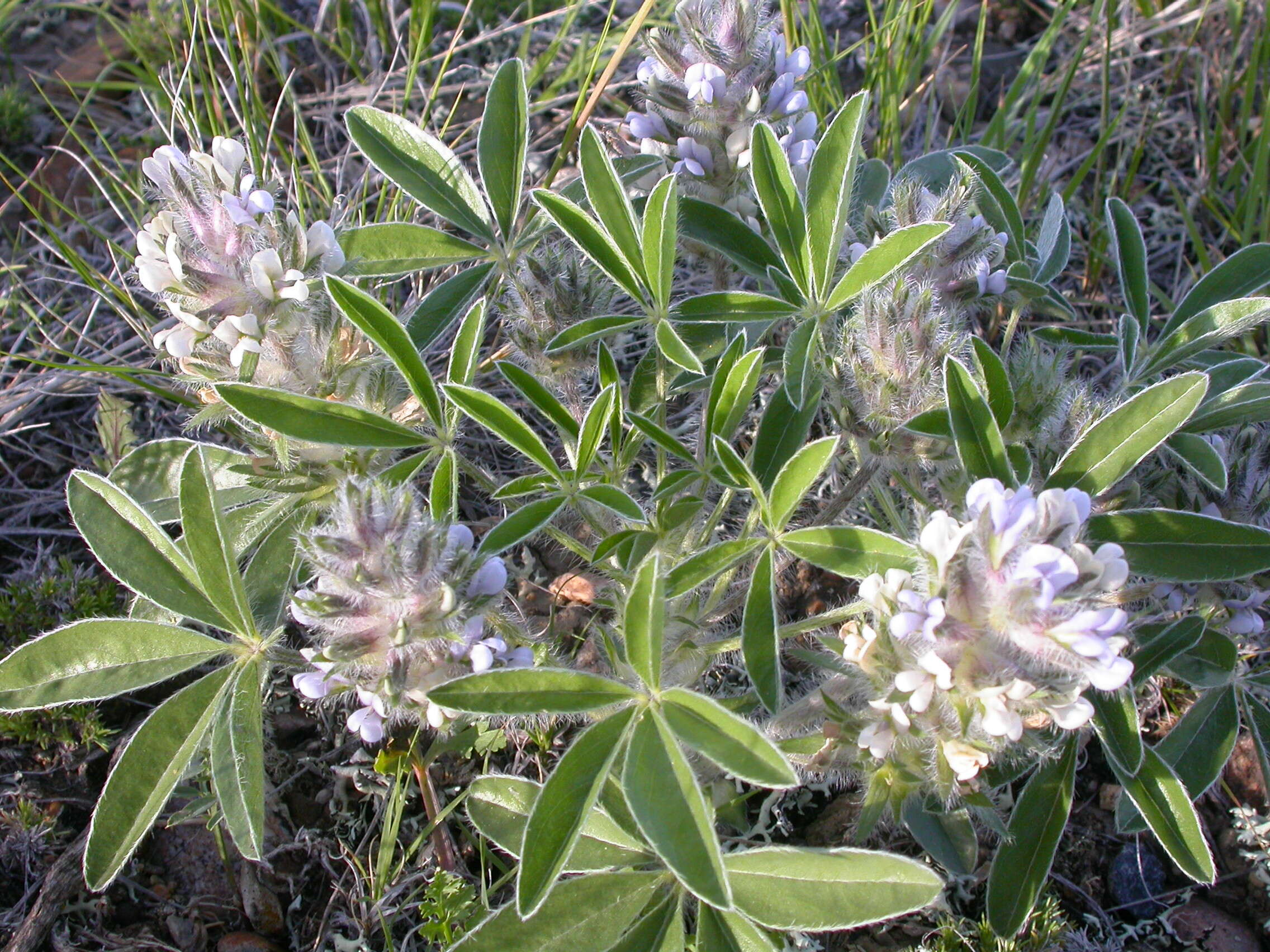 Image of large Indian breadroot