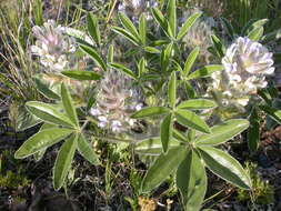 Image of large Indian breadroot