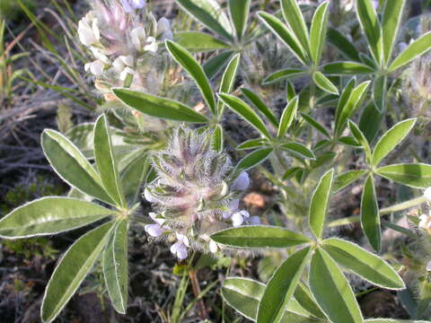 Image of large Indian breadroot