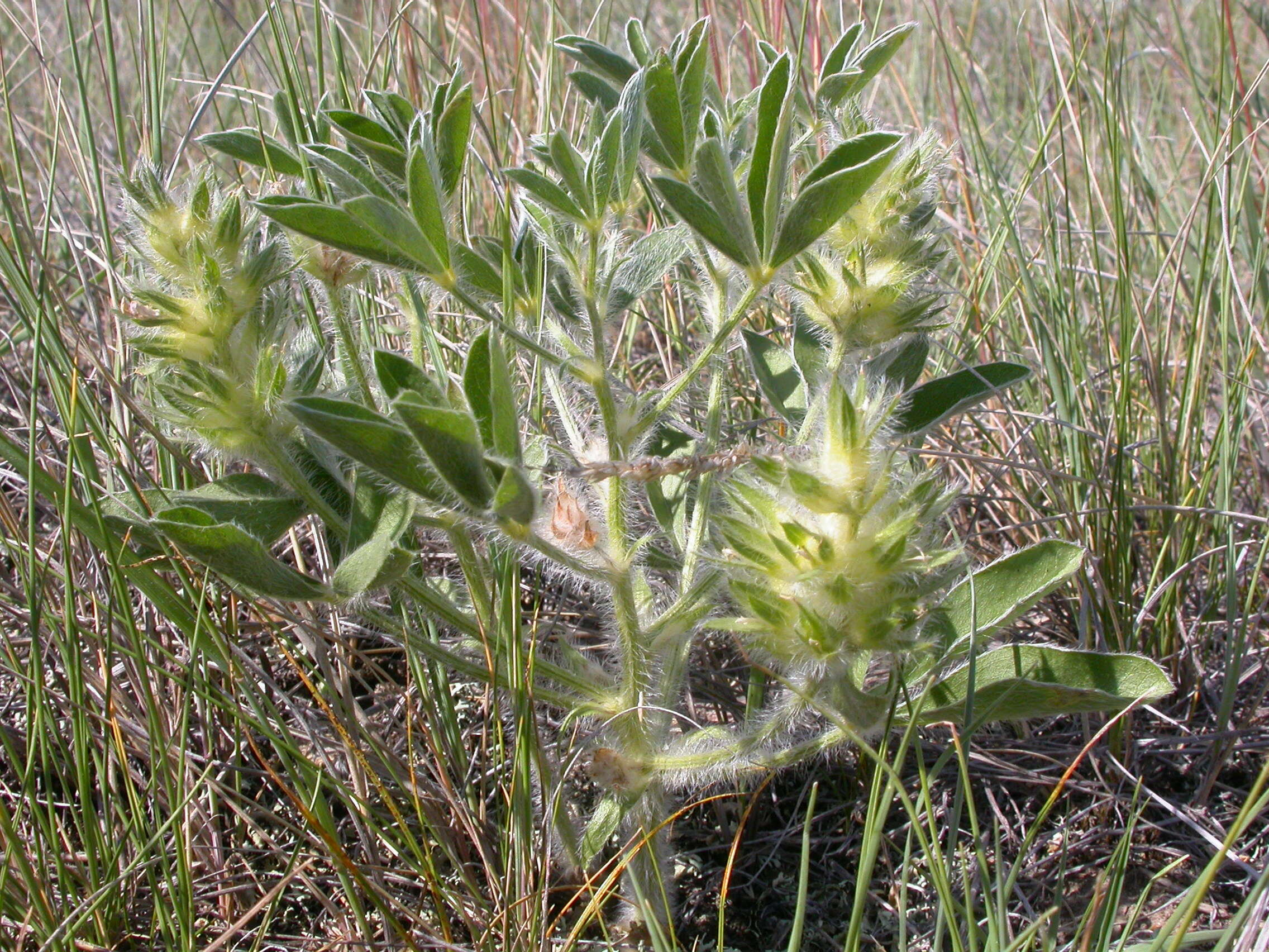 Image of large Indian breadroot