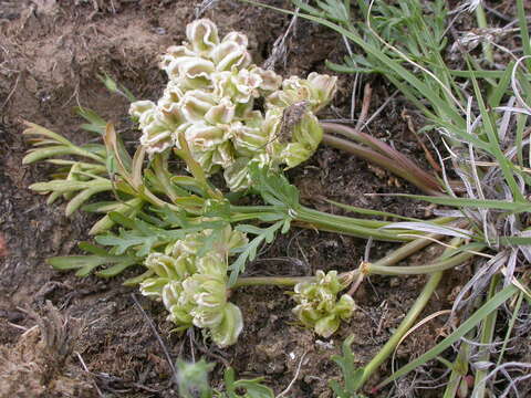 Image of plains springparsley