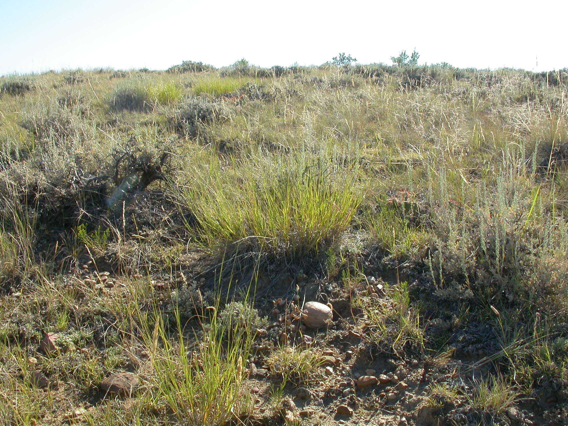 Imagem de Muhlenbergia cuspidata (Torr. ex Hook.) Rydb.