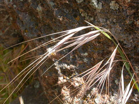 Imagem de Bromus rigidus Roth