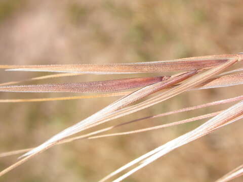 Imagem de Bromus rigidus Roth