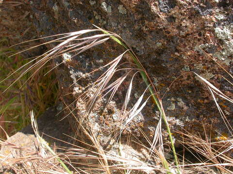 Imagem de Bromus rigidus Roth