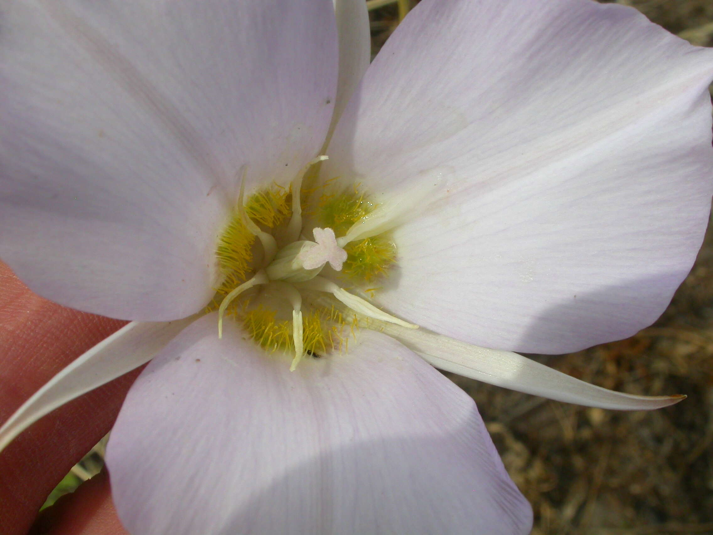 Imagem de Calochortus macrocarpus Douglas