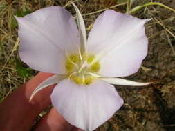 Imagem de Calochortus macrocarpus Douglas