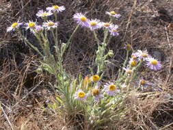 Image de Erigeron pumilus Nutt.