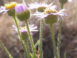 Image of shaggy fleabane