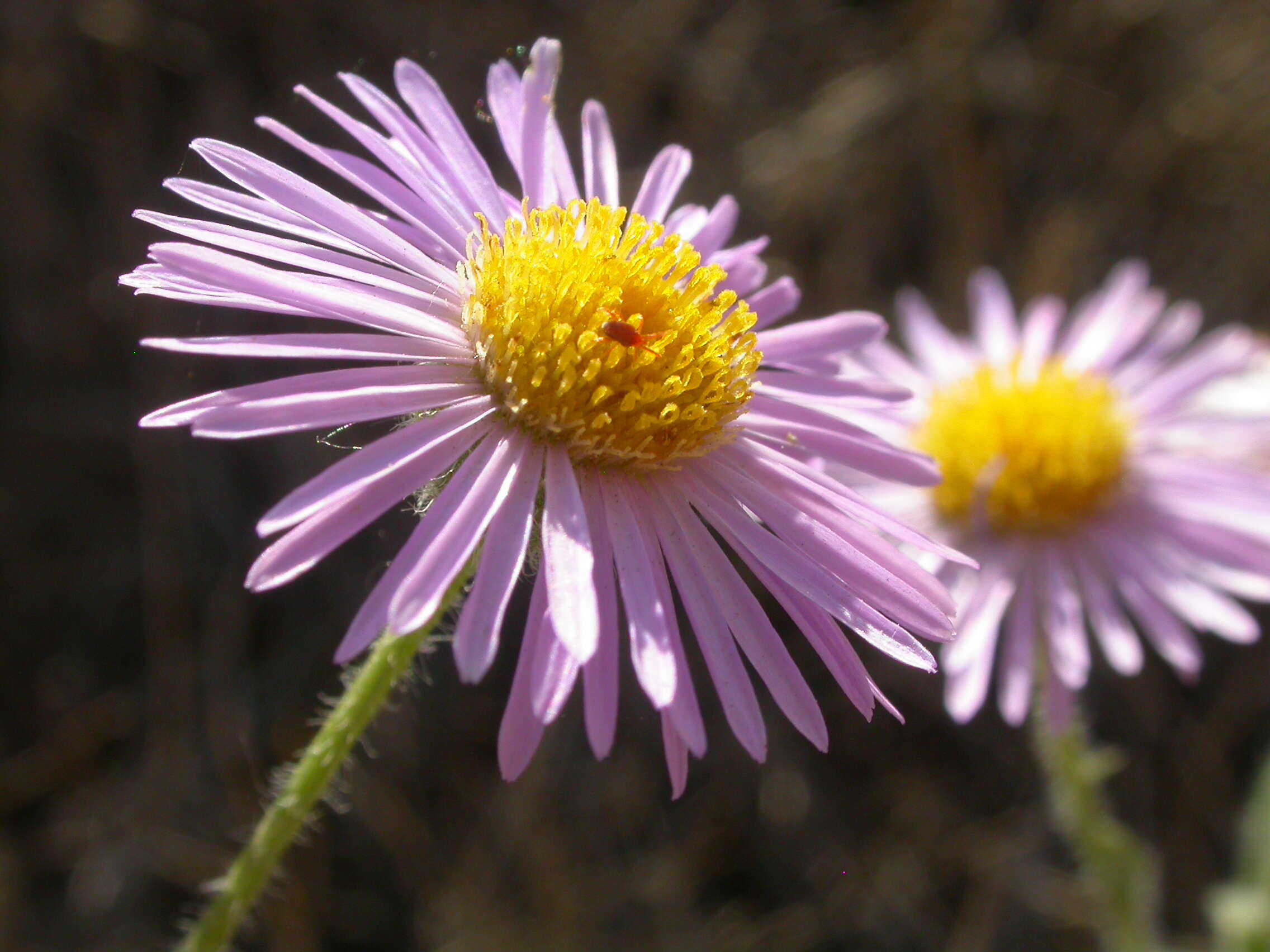 Image de Erigeron pumilus Nutt.