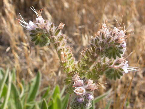 Image of silverleaf phacelia