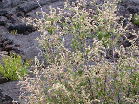 Image of rockspirea