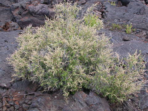 Image of rockspirea