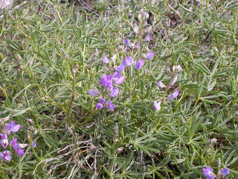 Imagem de Lupinus argenteus Pursh