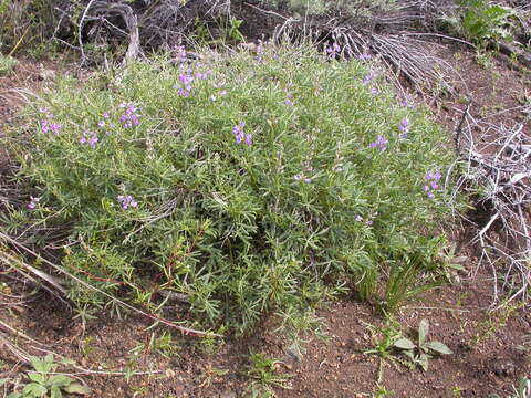 Imagem de Lupinus argenteus Pursh