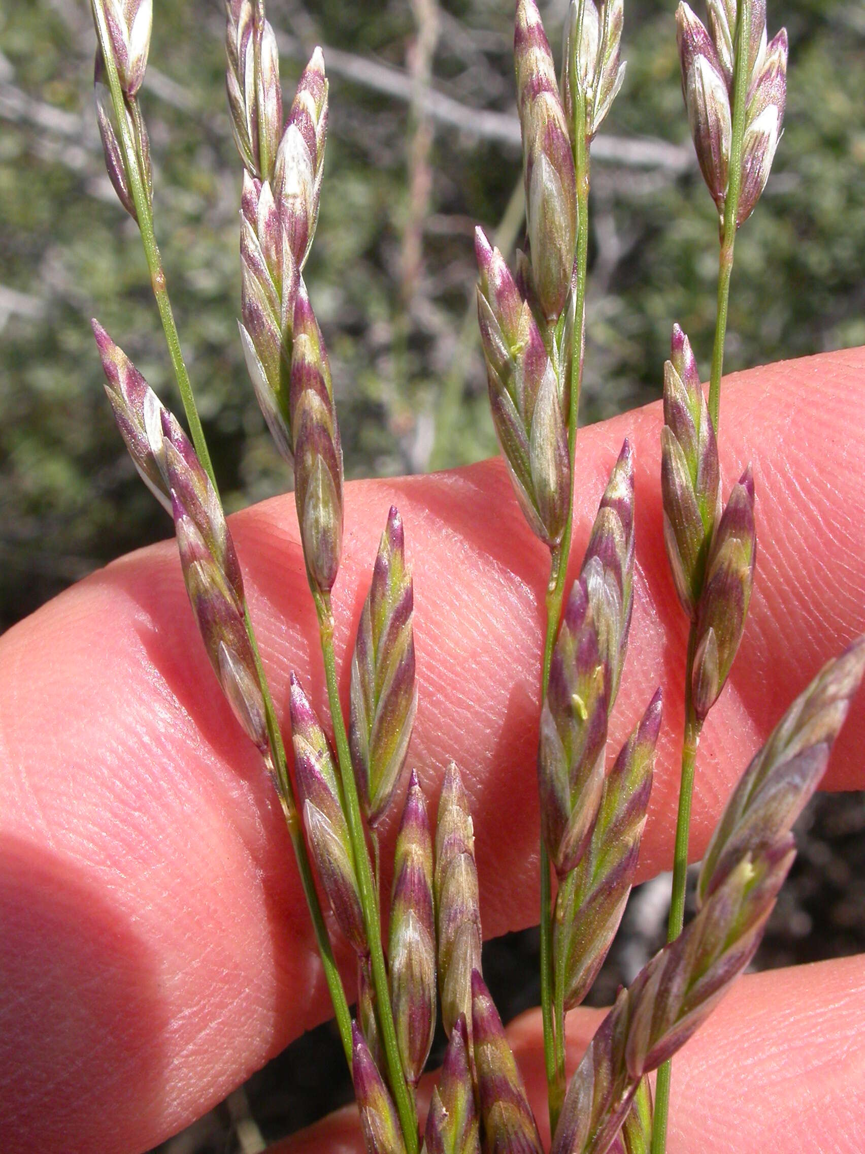 صورة Melica bulbosa Porter & J. M. Coult.