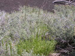 صورة Melica bulbosa Porter & J. M. Coult.