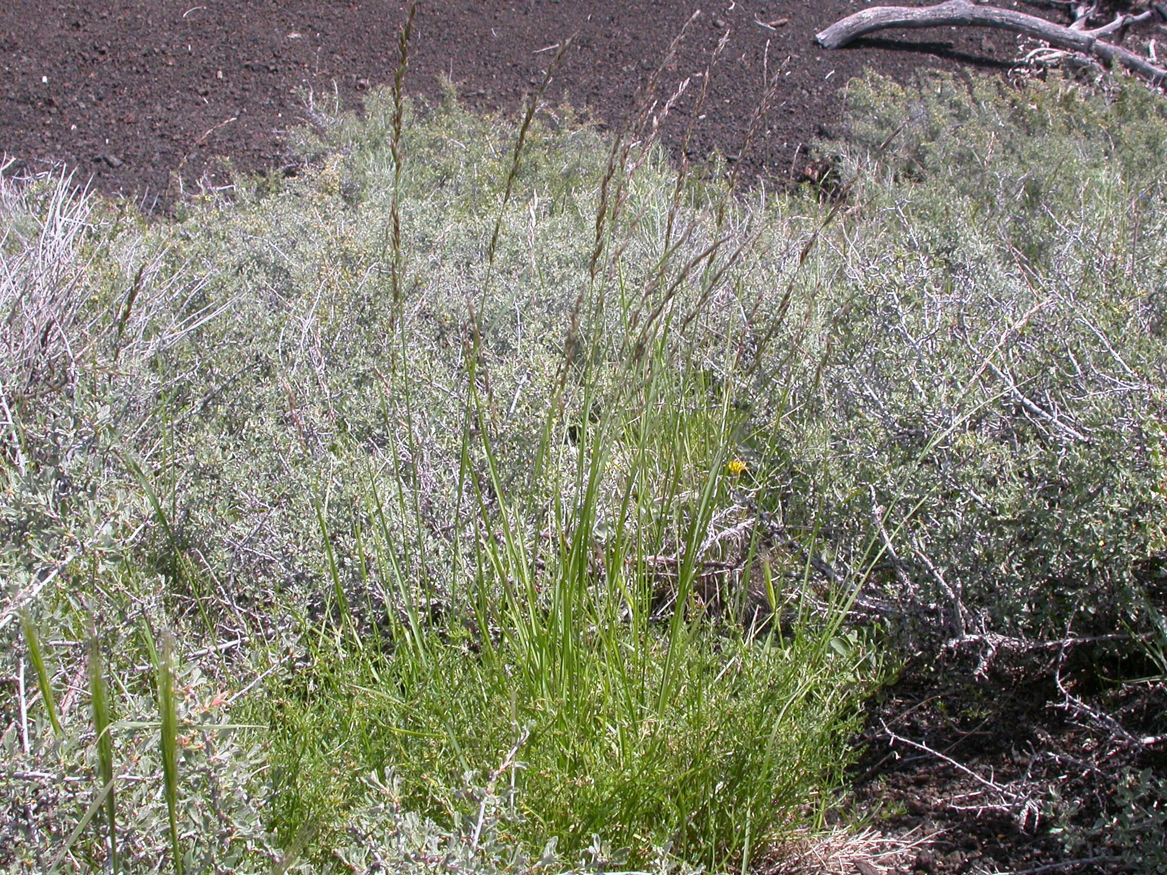 Image de Melica bulbosa Porter & J. M. Coult.