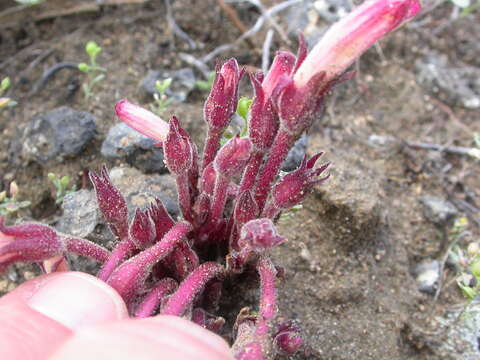 Image of clustered broomrape