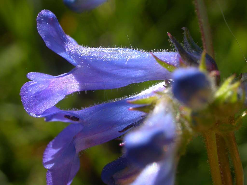 Image of littleflower penstemon