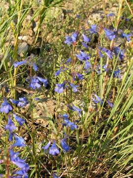 Image of littleflower penstemon