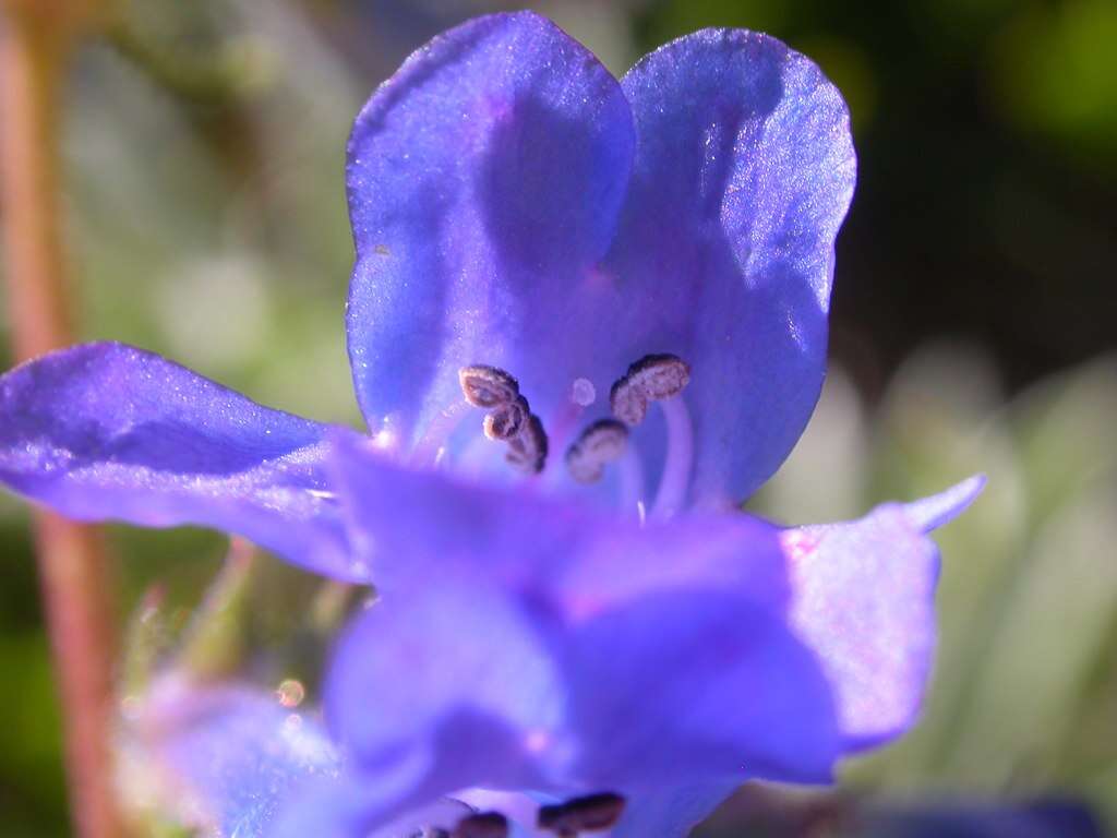 Image of littleflower penstemon