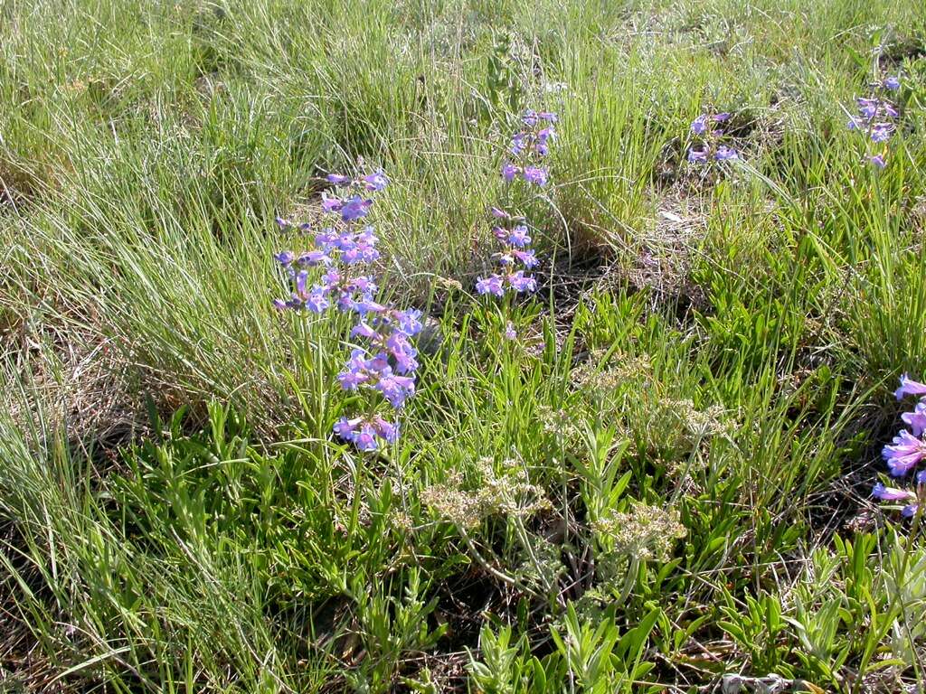 Image of littleflower penstemon