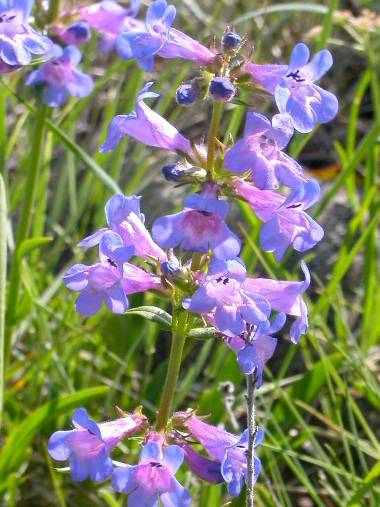 Image of littleflower penstemon