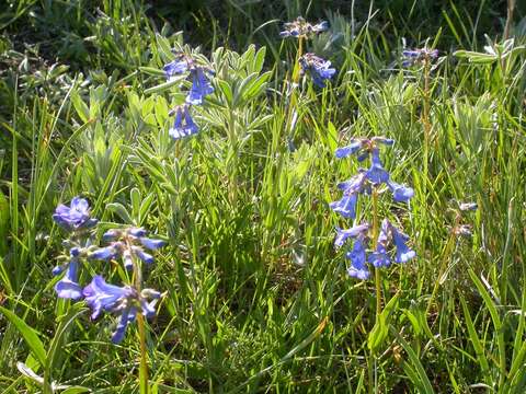 Sivun Penstemon procerus Dougl. ex Graham kuva