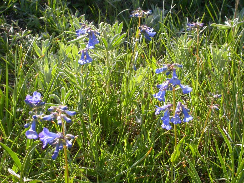 Image of littleflower penstemon