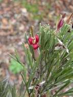 Image of Adenanthos cunninghamii Meissner