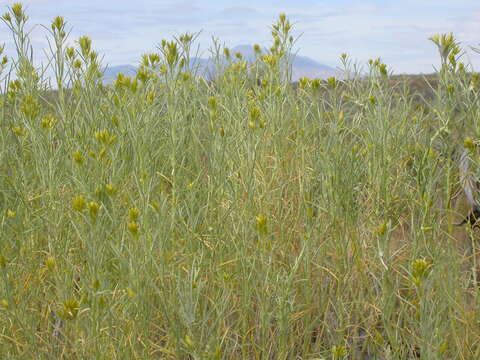 Image de Ericameria nauseosa (Pall. ex Pursh) G. L. Nesom & G. I. Baird