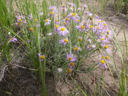 Image de Erigeron pumilus Nutt.