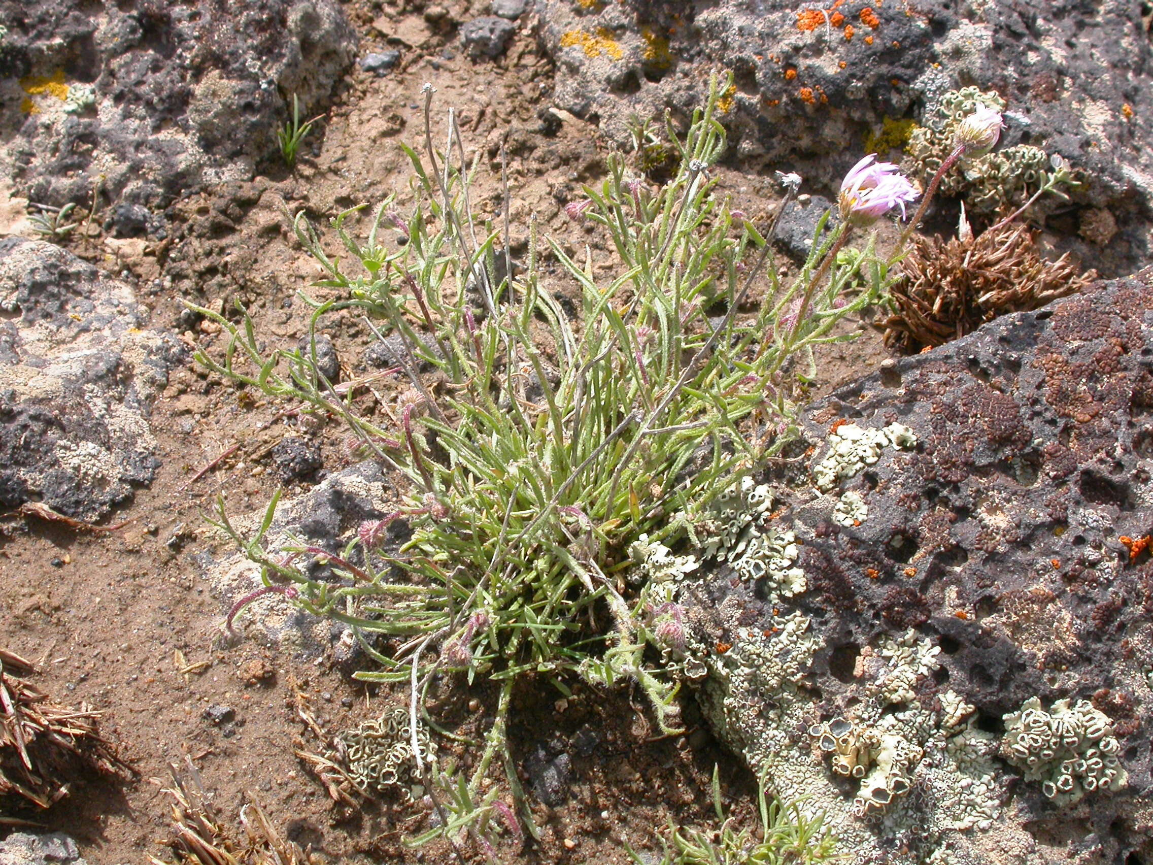 Image de Erigeron pumilus Nutt.