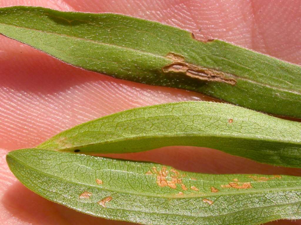 Image of Missouri goldenrod