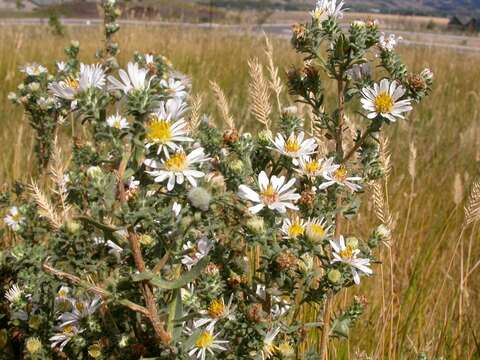 Image of white prairie aster