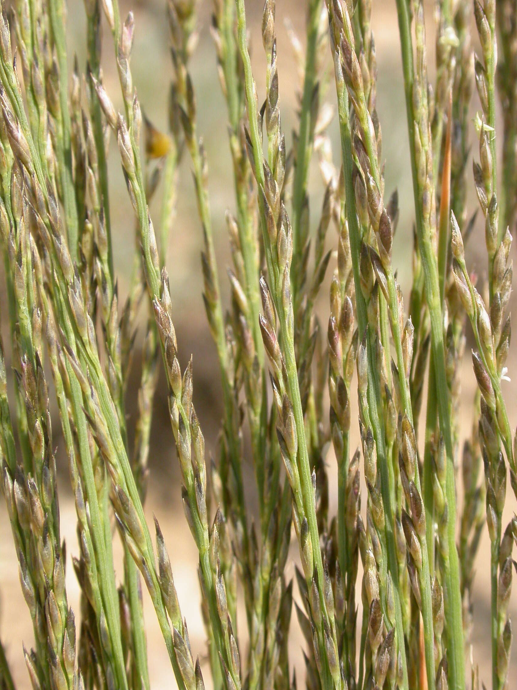 Imagem de Muhlenbergia cuspidata (Torr. ex Hook.) Rydb.