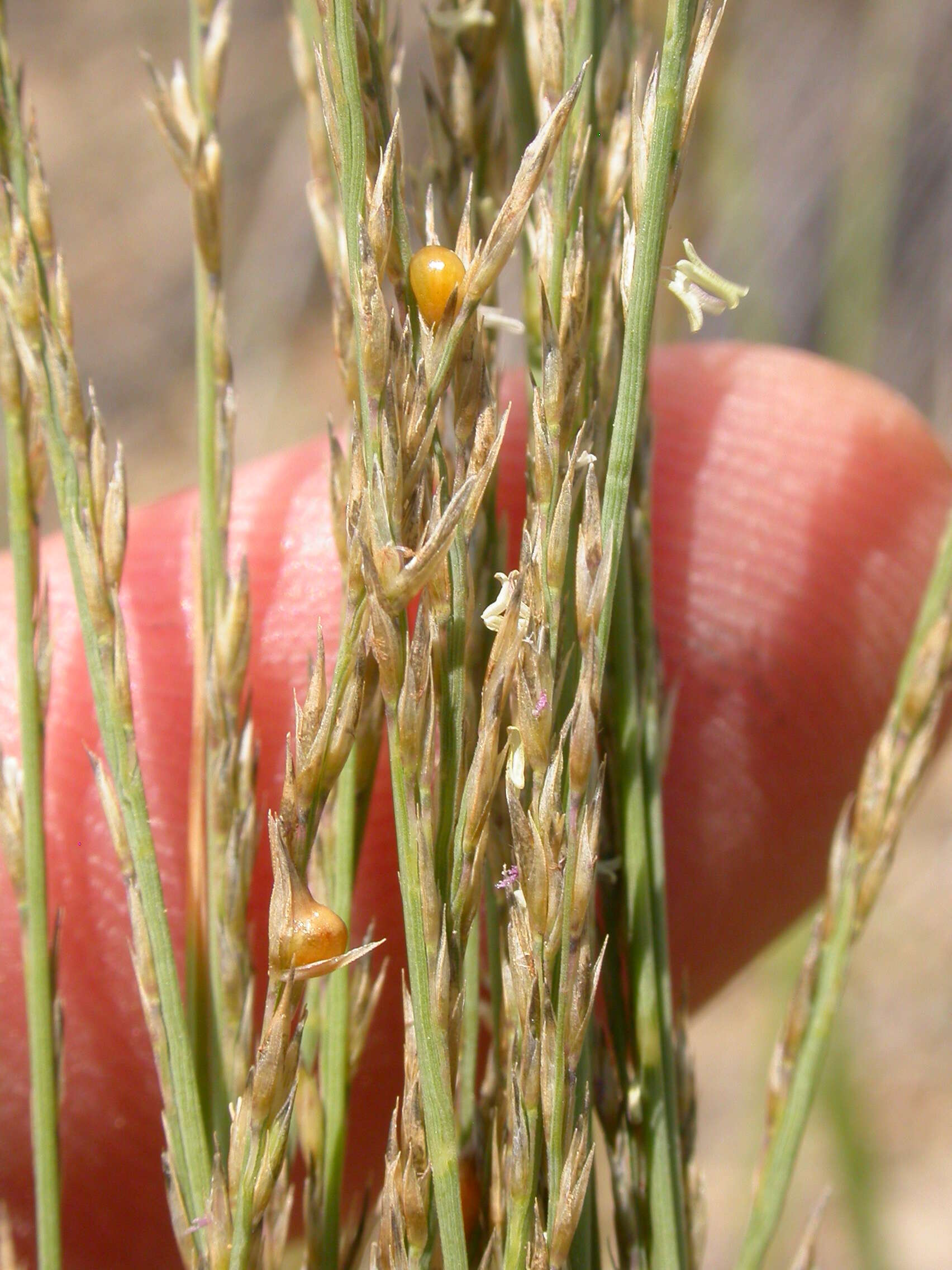 Imagem de Muhlenbergia cuspidata (Torr. ex Hook.) Rydb.