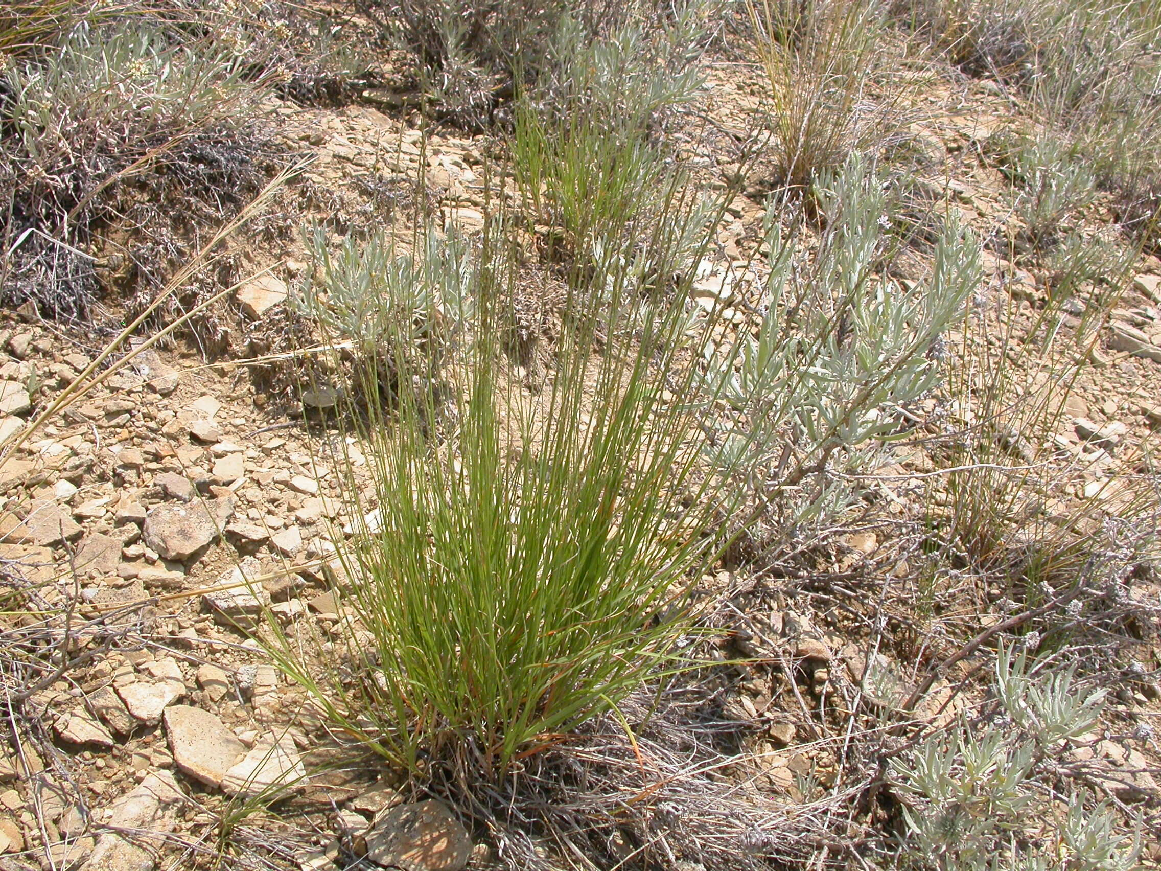 Imagem de Muhlenbergia cuspidata (Torr. ex Hook.) Rydb.