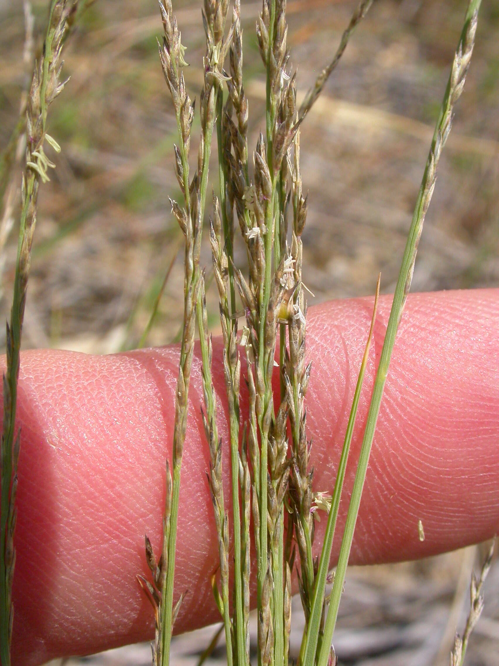 Imagem de Muhlenbergia cuspidata (Torr. ex Hook.) Rydb.