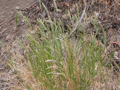 Image de Muhlenbergia glomerata (Willd.) Trin.