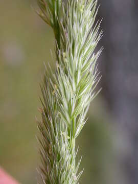 Image de Muhlenbergia glomerata (Willd.) Trin.