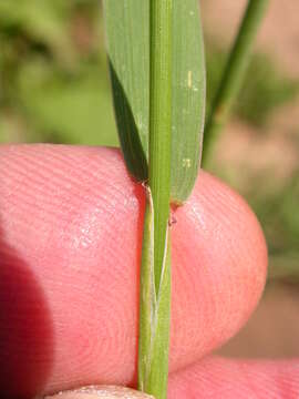 Image of Slender Wild Rye