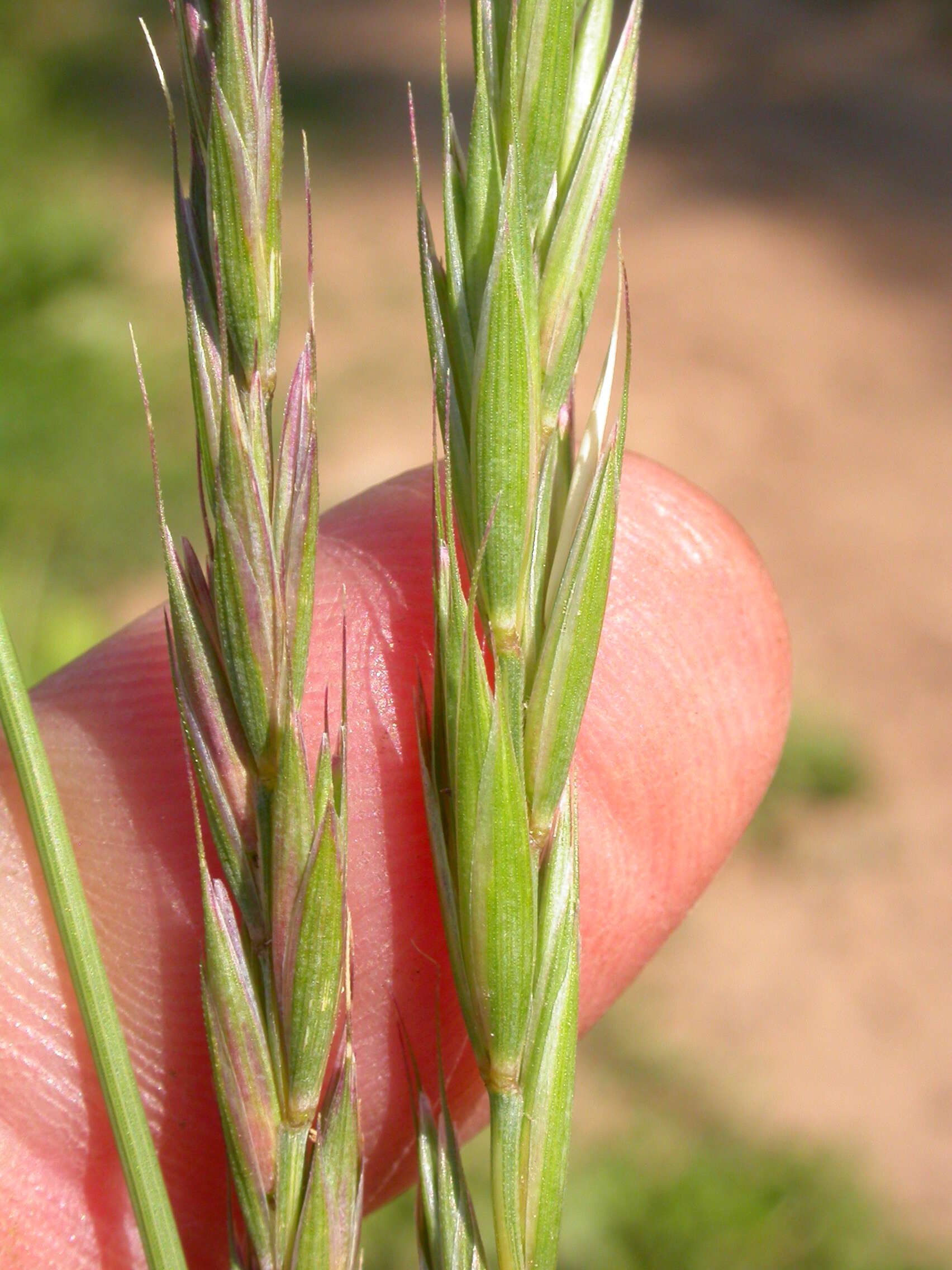 Image of Slender Wild Rye