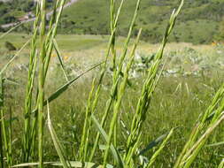 Image of Slender Wild Rye