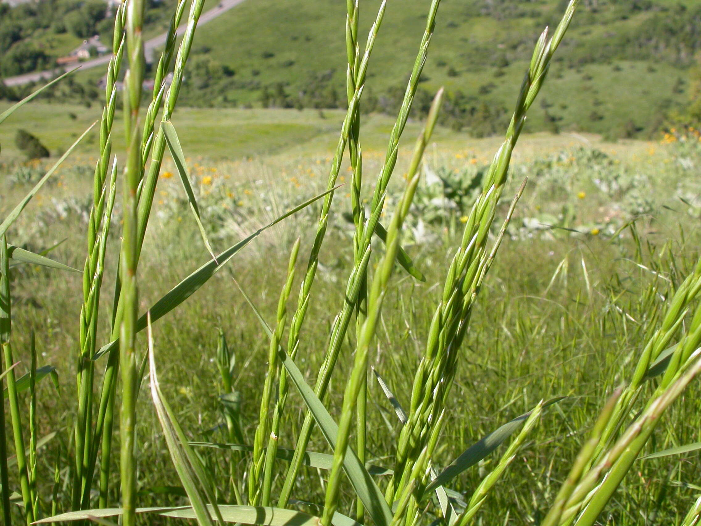 Image of Slender Wild Rye