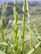 Image of Slender Wild Rye