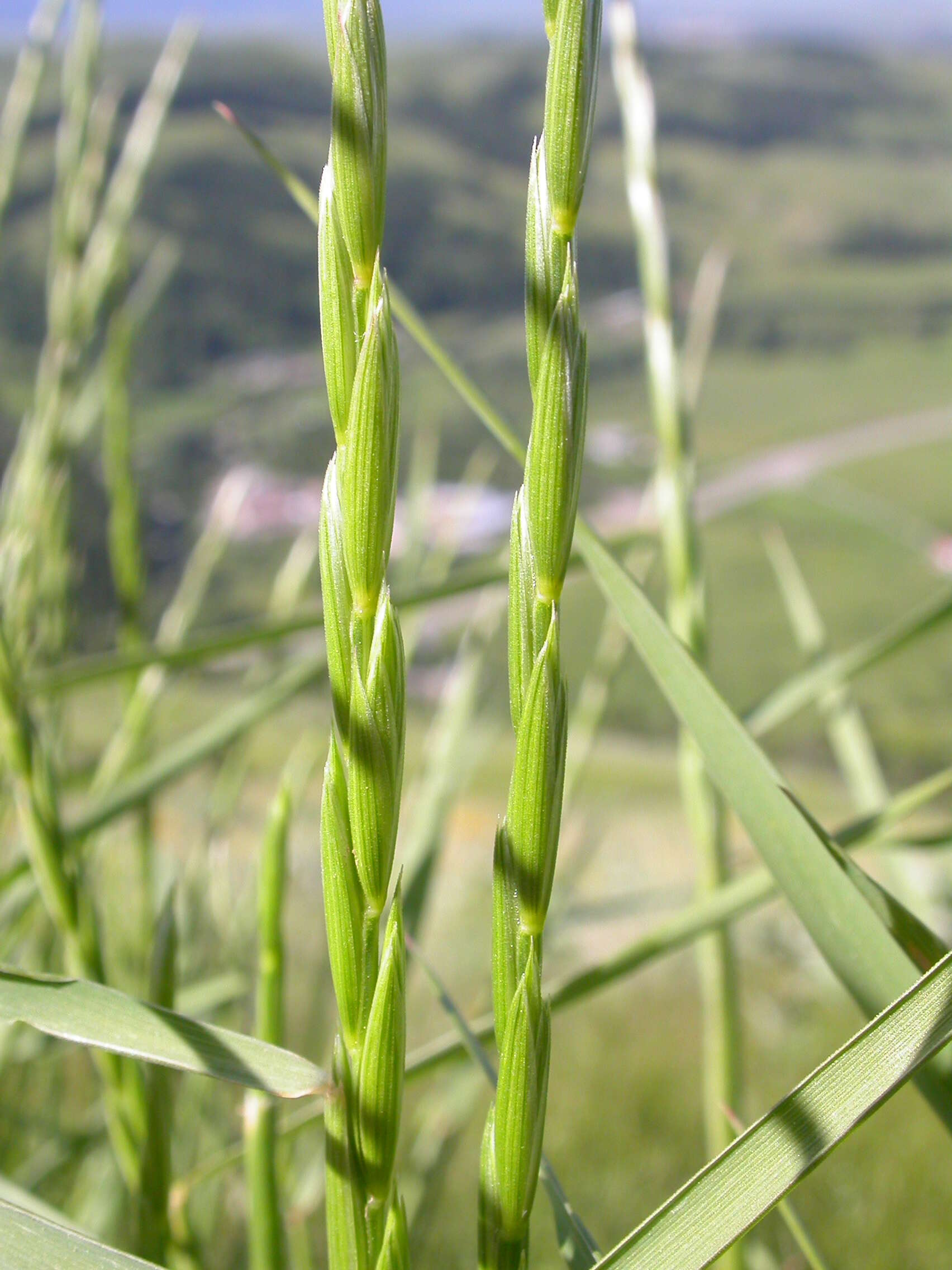 Imagem de Elymus violaceus (Hornem.) J. Feilberg