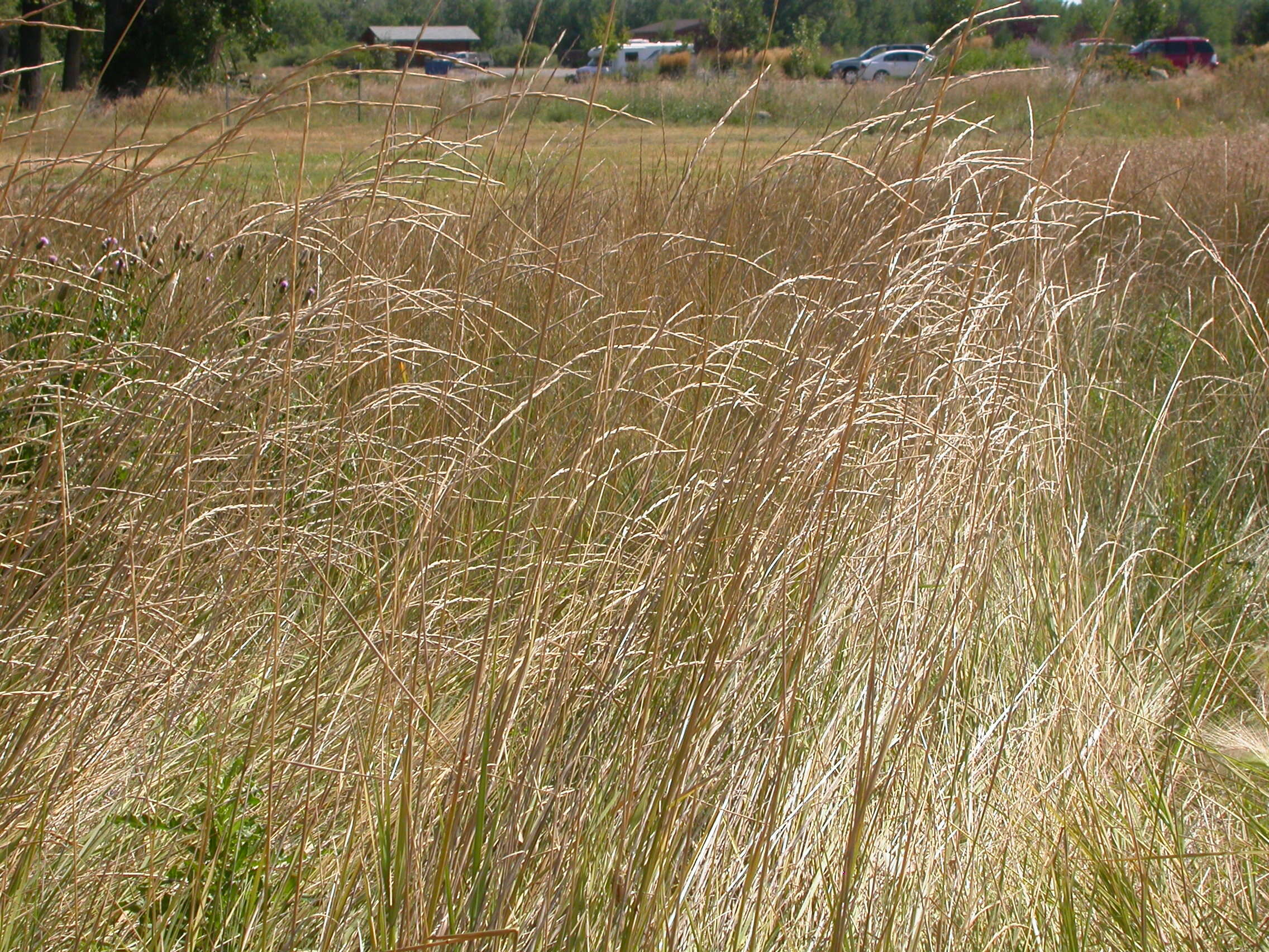 Image of Slender Wild Rye