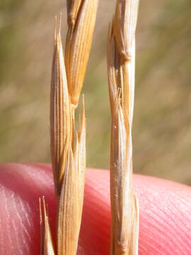 Image of Slender Wild Rye